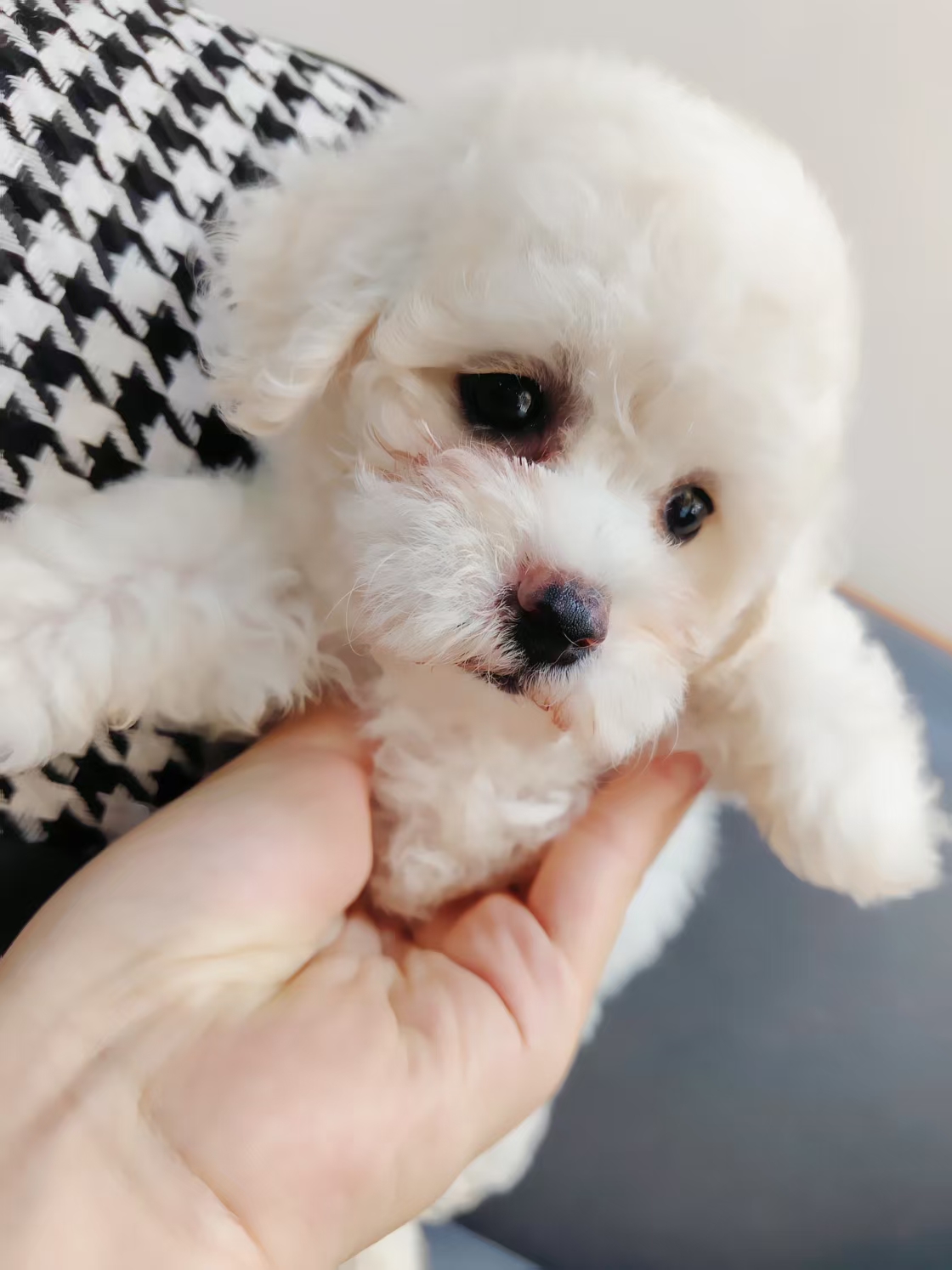 小体比熊，公母都有